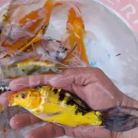 فروش ماهی کوی ۲۰ سانت|ماهی|اصفهان, ناصرخسرو|دیوار