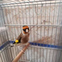 سهره سرسیا 10عدد نقش|پرنده|شیراز, کوشک میدان|دیوار