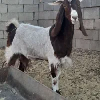 بز شیرا فروشی