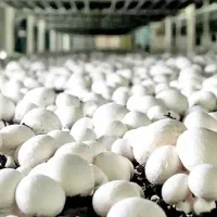شروع آموزش پرورش قارچ دکمه ای و سایر رشته ها