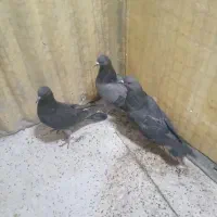 کفترگرفتنی۱۰طوق جوجه ۱۵۰۰۰۰تومان|پرنده|تهران, جی|دیوار