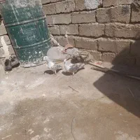 شامی مگس