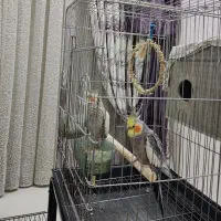 عروس هلندی جفت خورده سالم و سرحال|پرنده|پاکدشت, پارچین|دیوار