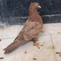 کبوتر سرخ چشنک نر