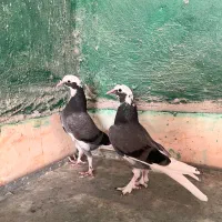 پتی واله دوباز