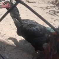 مرغ و خروس رسمی و لاری اصیل|حیوانات مزرعه|مشهد, توس (بلوار توس)|دیوار