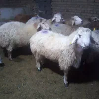 گوسفند زنده مزرعه داران کلات