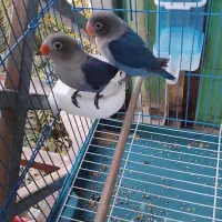 کتوله برزیلی ، پرنده