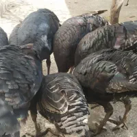 بوقلمون محلی صحیح وسالم|حیوانات مزرعه|گرگان, |دیوار