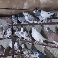 کبوتر