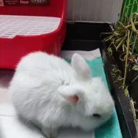 خرگوش لوپ با تمام لوازم