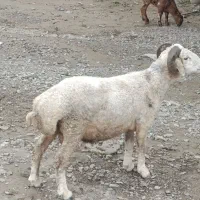 بره نر واق برای قربانی