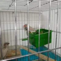 فنچ باجوجه|پرنده|قم, انسجام|دیوار