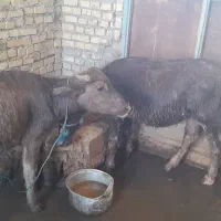 ۲راس گوساله گاومیش حشوه