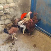 قیمت توافقی