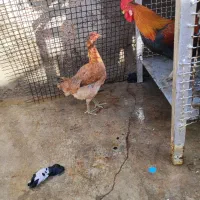 خروس|حیوانات مزرعه|مسجد سلیمان, |دیوار