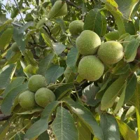 فروشنهالتضمینیدرنهالستانخورشید|خدمات باغبانی و درختکاری|سراب, |دیوار