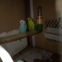 جفت مرغ عشق|پرنده|اهواز, پردیس|دیوار