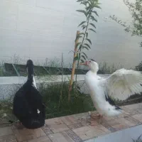 مرغابی سنگین جوان