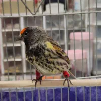 گلبسر(قناری،سهره)|پرنده|کرمانشاه, |دیوار