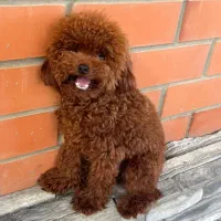 سگ پودل ۲ماهه تاینی .توی