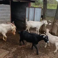 بز سانن دورگ|حیوانات مزرعه|املش, |دیوار