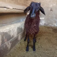 بره نر پایی پروار فروشی