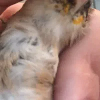 سهره|پرنده|تهران, علی‌آباد|دیوار