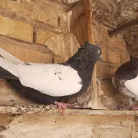 دوتا ماده سینه ای|پرنده|شوشتر, |دیوار