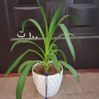 لوازم جانبی موبایل و تبلت|لوازم جانبی موبایل و تبلت|اسلامآباد غرب, |دیوار