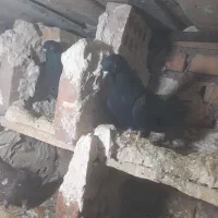 کبوتر زینتی زاغ|پرنده|ایواوغلی, |دیوار