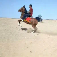 مادیان سواریدار