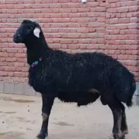 بره نر قره چال لُخت سیاه واکسی