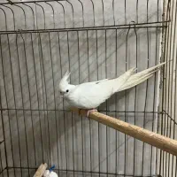 عروس هلندی|پرنده|قم, آزادگان|دیوار