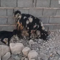 کولار کهره دار