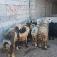 میش.بز