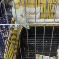 عروس هلندی|پرنده|ری, شهید غیوری (ابن باویه)|دیوار