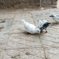 کفتر.کبوتر|پرنده|تربت‌حیدریه, باغ سلطانی|دیوار