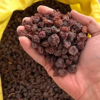 کشمش انگور عسگری بش|خوردنی و آشامیدنی|شیراز, شهرک بزین|دیوار