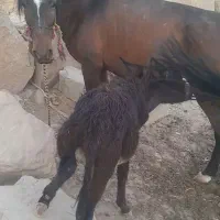 مادیان ۴ سال با کره خر|حیوانات مزرعه|لالی, |دیوار