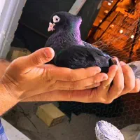 جوجه زاغ ابادانی اصیل