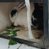 به خرگوشم کمک کنین