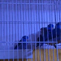 پروتلت.طوطی.بند انگشتی