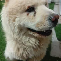 سگ چاوچاو اصیل زبون بنفش