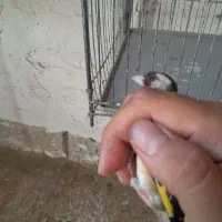 سهره نر|پرنده|ساوه, |دیوار