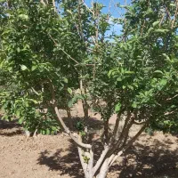 باغ فروشی در فخر آباد تقاب (چاه دوستی ها)|فروش دفتر صنعتی، کشاورزی، تجاری|خوسف, |دیوار