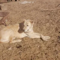 ماده گله ای|سگ|رشتخوار, |دیوار