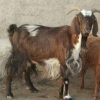 یه بز ماده ۷ تومن