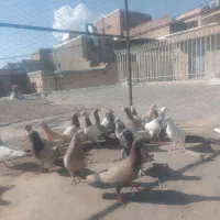 کبوتر|پرنده|کنگاور, |دیوار