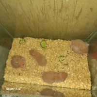 همستر فروشی